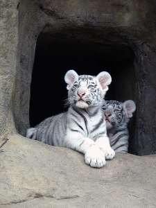 White Tiger Cubs at Moscow Zoo