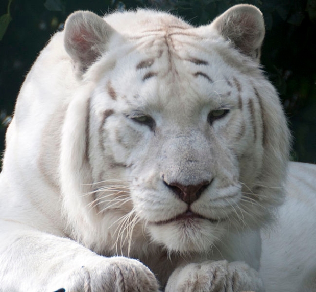 More Snow White Tigers in NE India c1800