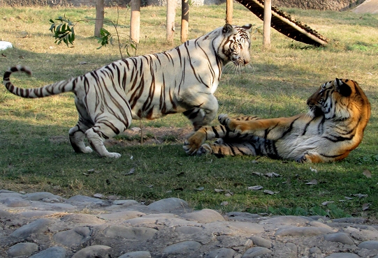 Resultado de imagem para white tiger and orange tiger mix